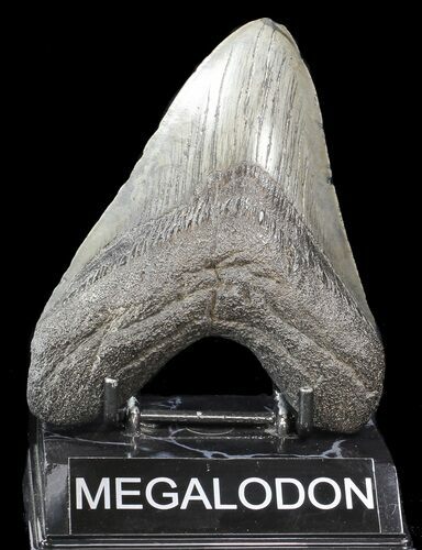 Large, Megalodon Tooth - South Carolina #43035